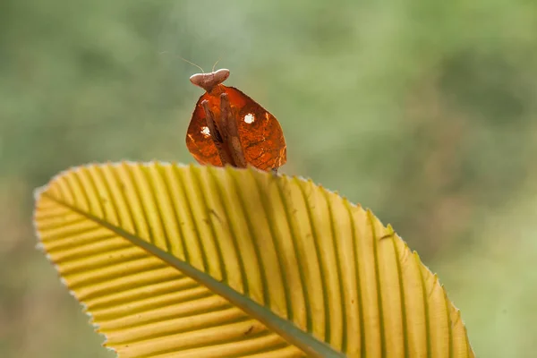 Esta Mantis Está Por Encima Punta Planta Helecho Que Aún —  Fotos de Stock