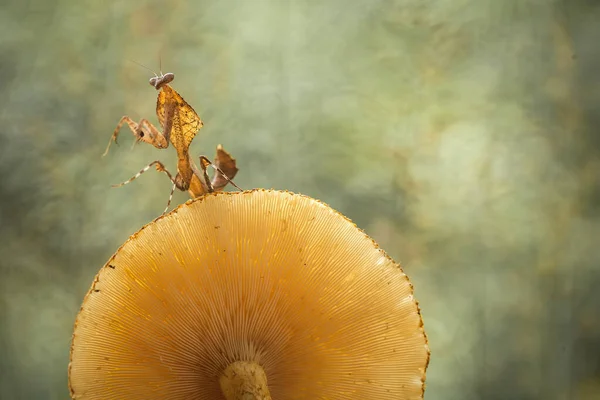 Este Mantis Está Acima Ponta Planta Samambaia Que Ainda Não — Fotografia de Stock