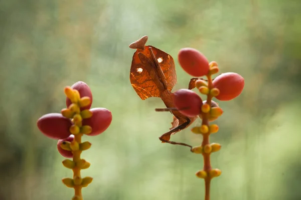 このマンティスはまだ完全に開いていないシダ植物の先端の上にあり この植物は熱帯林で広く利用でき このマンティスは獲物を待っています — ストック写真