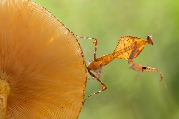 Mantis Tip Fern Plant Has Yet Fully Opened Plant Widely — Stock Photo, Image