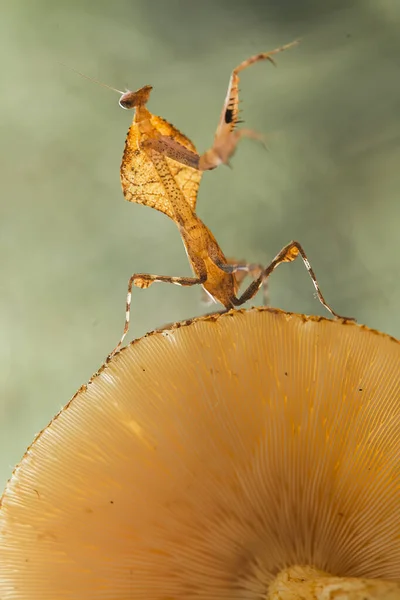 Este Mantis Está Acima Ponta Planta Samambaia Que Ainda Não — Fotografia de Stock