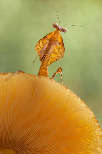 Diese Gottesanbeterin Befindet Sich Oberhalb Der Spitze Der Farnpflanze Die — Stockfoto