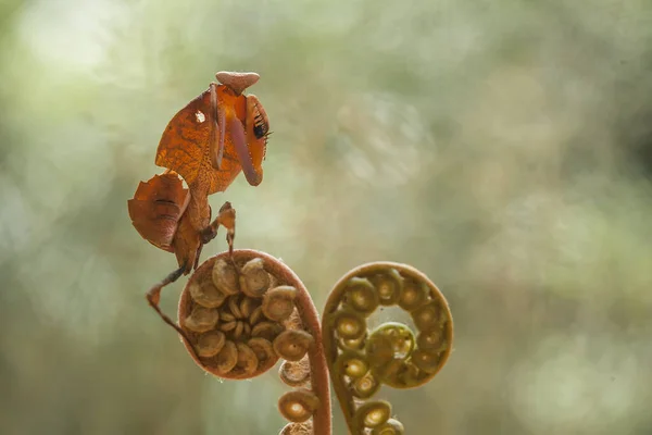 这种螳螂在尚未完全开放的蕨类植物顶部之上 这种植物在热带森林中广泛存在 这种螳螂很高兴在那里等待猎物的到来 — 图库照片
