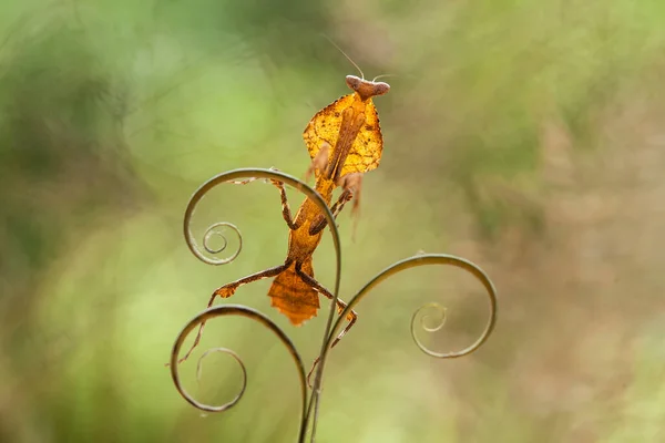 Este Mantis Está Acima Ponta Planta Samambaia Que Ainda Não — Fotografia de Stock