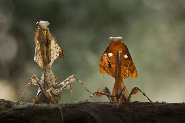 Denna Mantis Ovanför Toppen Ormbunken Växt Som Ännu Inte Har — Stockfoto