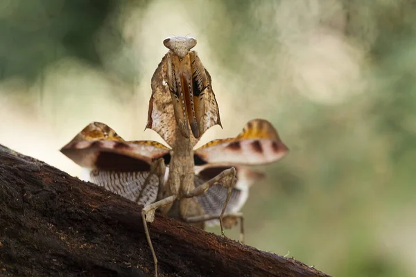 このマンティスはまだ完全に開いていないシダ植物の先端の上にあり この植物は熱帯林で広く利用でき このマンティスは獲物を待っています — ストック写真