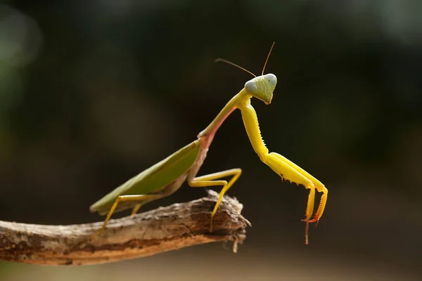 Esta Mantis Está Por Encima Punta Planta Helecho Que Aún —  Fotos de Stock