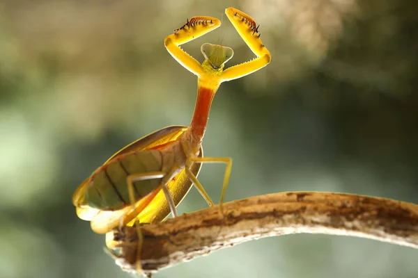 Mantis Tip Fern Plant Has Yet Fully Opened Plant Widely — Stock Photo, Image