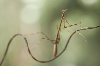 Bu peygamber devesi, henüz tam olarak açılmamış olan eğrelti otunun ucundadır. Bu bitki tropikal ormanlarda yaygın olarak bulunur ve bu peygamber devesi avını beklediği için mutludur..