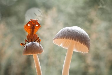 Bu peygamber devesi, henüz tam olarak açılmamış olan eğrelti otunun ucundadır. Bu bitki tropikal ormanlarda yaygın olarak bulunur ve bu peygamber devesi avını beklediği için mutludur..