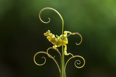 Bu peygamber devesi, henüz tam olarak açılmamış olan eğrelti otunun ucundadır. Bu bitki tropikal ormanlarda yaygın olarak bulunur ve bu peygamber devesi avını beklediği için mutludur..