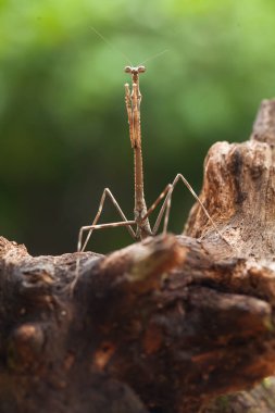 Bu peygamber devesi, henüz tam olarak açılmamış olan eğrelti otunun ucundadır. Bu bitki tropikal ormanlarda yaygın olarak bulunur ve bu peygamber devesi avını beklediği için mutludur..