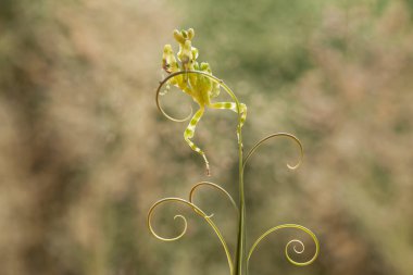Bu peygamber devesi, henüz tam olarak açılmamış olan eğrelti otunun ucundadır. Bu bitki tropikal ormanlarda yaygın olarak bulunur ve bu peygamber devesi avını beklediği için mutludur..