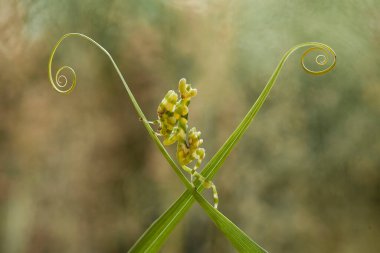 Bu peygamber devesi, henüz tam olarak açılmamış olan eğrelti otunun ucundadır. Bu bitki tropikal ormanlarda yaygın olarak bulunur ve bu peygamber devesi avını beklediği için mutludur..