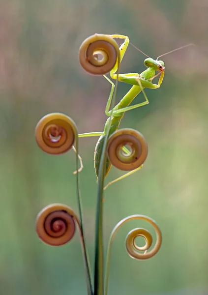 Mantis Tip Fern Plant Has Yet Fully Opened Plant Widely — Stock Photo, Image