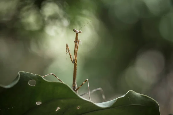 Deze Bidsprinkhaan Boven Het Puntje Van Varenplant Die Nog Niet — Stockfoto