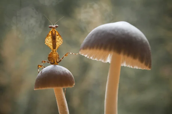 Este Mantis Está Acima Ponta Planta Samambaia Que Ainda Não — Fotografia de Stock