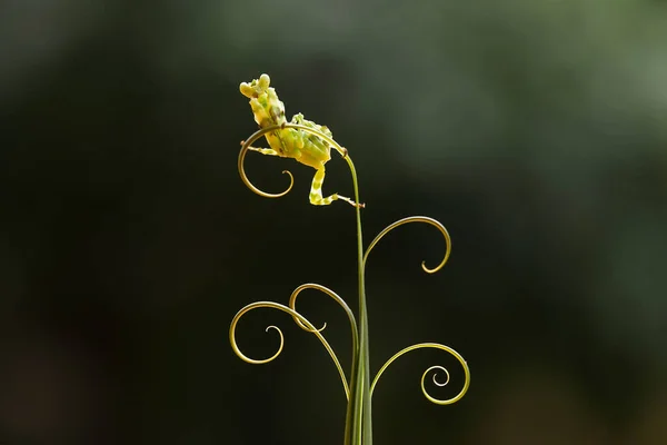 Esta Mantis Está Por Encima Punta Planta Helecho Que Aún — Foto de Stock