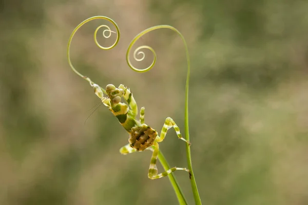 Esta Mantis Está Por Encima Punta Planta Helecho Que Aún — Foto de Stock