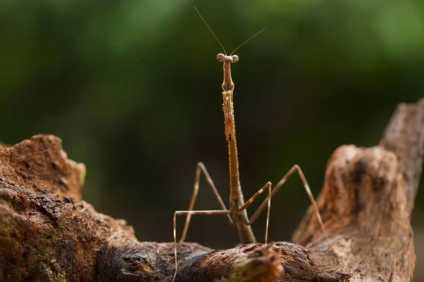 Diese Gottesanbeterin Befindet Sich Oberhalb Der Spitze Der Farnpflanze Die — Stockfoto