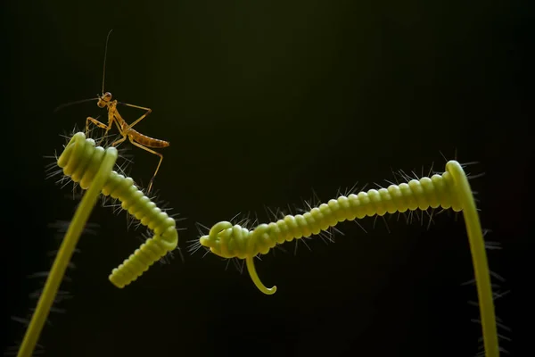 Diese Gottesanbeterin Befindet Sich Oberhalb Der Spitze Der Farnpflanze Die — Stockfoto