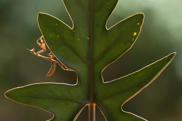 Deze Bidsprinkhaan Boven Het Puntje Van Varenplant Die Nog Niet — Stockfoto