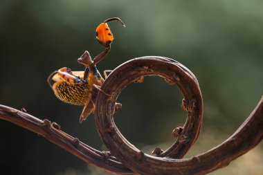 Bu peygamber devesi, henüz tam olarak açılmamış olan eğrelti otunun ucundadır. Bu bitki tropikal ormanlarda yaygın olarak bulunur ve bu peygamber devesi avını beklediği için mutludur..