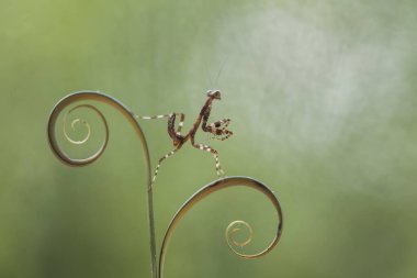 Bu peygamber devesi, henüz tam olarak açılmamış olan eğrelti otunun ucundadır. Bu bitki tropikal ormanlarda yaygın olarak bulunur ve bu peygamber devesi avını beklediği için mutludur..