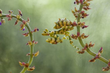 Bu peygamber devesi, henüz tam olarak açılmamış olan eğrelti otunun ucundadır. Bu bitki tropikal ormanlarda yaygın olarak bulunur ve bu peygamber devesi avını beklediği için mutludur..