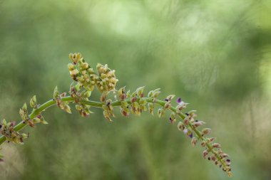 Bu peygamber devesi, henüz tam olarak açılmamış olan eğrelti otunun ucundadır. Bu bitki tropikal ormanlarda yaygın olarak bulunur ve bu peygamber devesi avını beklediği için mutludur..