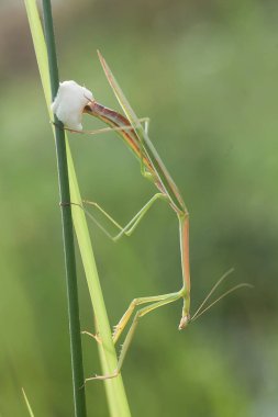 Bu peygamber devesi, henüz tam olarak açılmamış olan eğrelti otunun ucundadır. Bu bitki tropikal ormanlarda yaygın olarak bulunur ve bu peygamber devesi avını beklediği için mutludur..