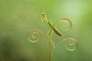 Bu peygamber devesi, henüz tam olarak açılmamış olan eğrelti otunun ucundadır. Bu bitki tropikal ormanlarda yaygın olarak bulunur ve bu peygamber devesi avını beklediği için mutludur..