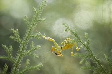 Bu peygamber devesi, henüz tam olarak açılmamış olan eğrelti otunun ucundadır. Bu bitki tropikal ormanlarda yaygın olarak bulunur ve bu peygamber devesi avını beklediği için mutludur..