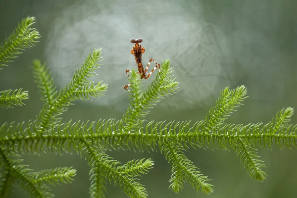 このマンティスはまだ完全に開いていないシダ植物の先端の上にあり この植物は熱帯林で広く利用でき このマンティスは獲物を待っています — ストック写真