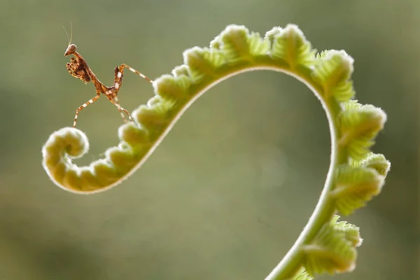 Mantis Tip Fern Plant Has Yet Fully Opened Plant Widely — Stock Photo, Image