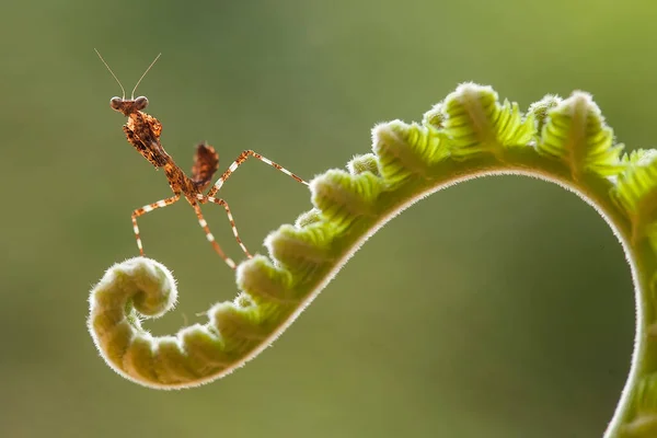 Esta Mantis Está Por Encima Punta Planta Helecho Que Aún — Foto de Stock