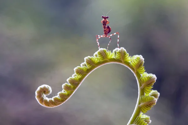 Denna Mantis Ovanför Toppen Ormbunken Växt Som Ännu Inte Har — Stockfoto