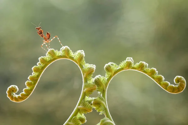 Diese Gottesanbeterin Befindet Sich Oberhalb Der Spitze Der Farnpflanze Die — Stockfoto