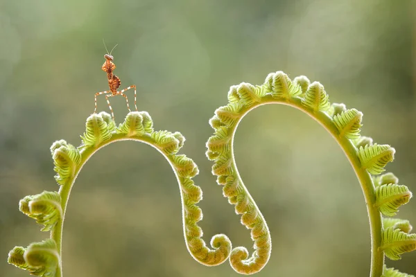 Deze Bidsprinkhaan Boven Het Puntje Van Varenplant Die Nog Niet — Stockfoto
