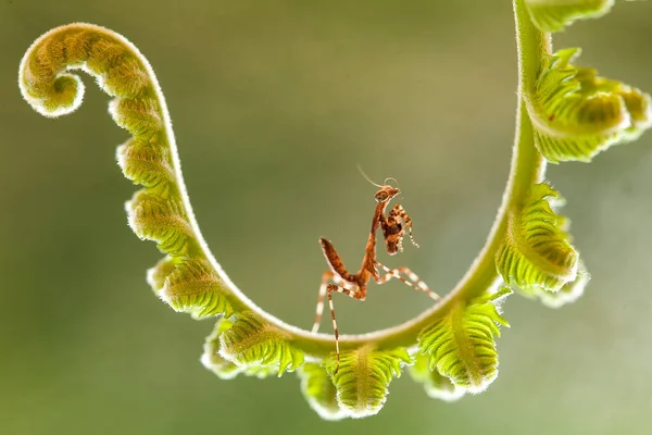 Diese Gottesanbeterin Befindet Sich Oberhalb Der Spitze Der Farnpflanze Die — Stockfoto