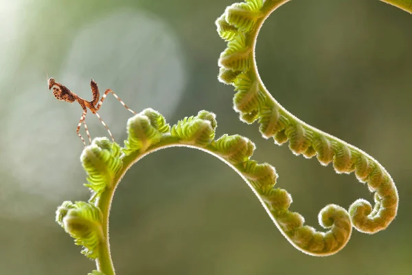 Denna Mantis Ovanför Toppen Ormbunken Växt Som Ännu Inte Har — Stockfoto