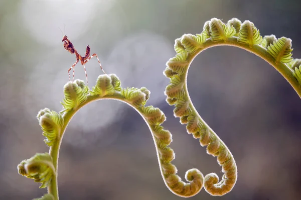 Deze Bidsprinkhaan Boven Het Puntje Van Varenplant Die Nog Niet — Stockfoto