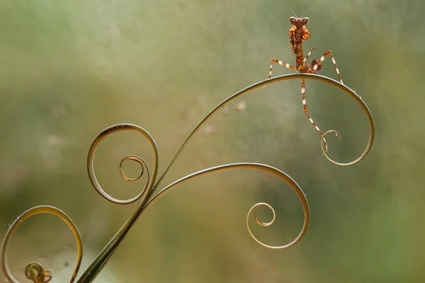 Deze Bidsprinkhaan Boven Het Puntje Van Varenplant Die Nog Niet — Stockfoto