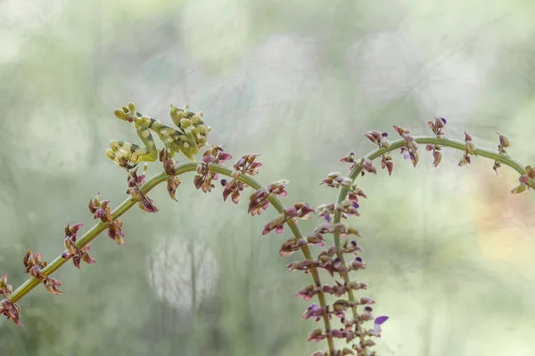 Deze Bidsprinkhaan Boven Het Puntje Van Varenplant Die Nog Niet — Stockfoto