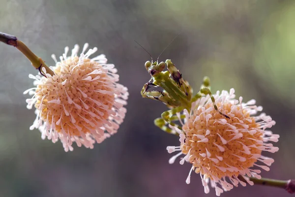 This mantis is above the tip of the fern plant that has not yet fully opened, this plant is widely available in tropical forests and this mantis is happy to be there waiting for its prey.