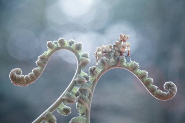 Bu peygamber devesi, henüz tam olarak açılmamış olan eğrelti otunun ucundadır. Bu bitki tropikal ormanlarda yaygın olarak bulunur ve bu peygamber devesi avını beklediği için mutludur..