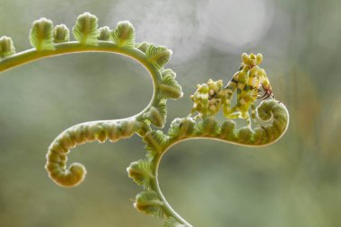 Bu peygamber devesi, henüz tam olarak açılmamış olan eğrelti otunun ucundadır. Bu bitki tropikal ormanlarda yaygın olarak bulunur ve bu peygamber devesi avını beklediği için mutludur..