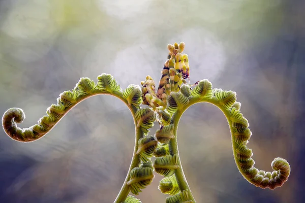 Deze Bidsprinkhaan Boven Het Puntje Van Varenplant Die Nog Niet — Stockfoto