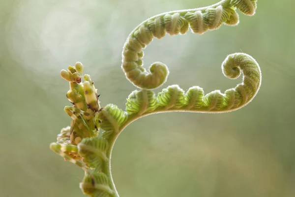 Diese Gottesanbeterin Befindet Sich Oberhalb Der Spitze Der Farnpflanze Die — Stockfoto