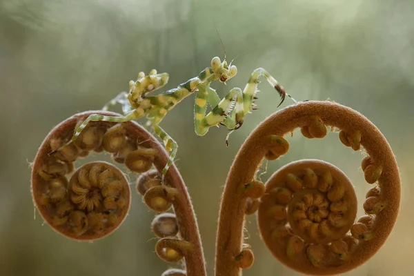 Deze Bidsprinkhaan Boven Het Puntje Van Varenplant Die Nog Niet — Stockfoto